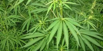 Plantea Sánchez Cordero destrabar proceso para regular la marihuana