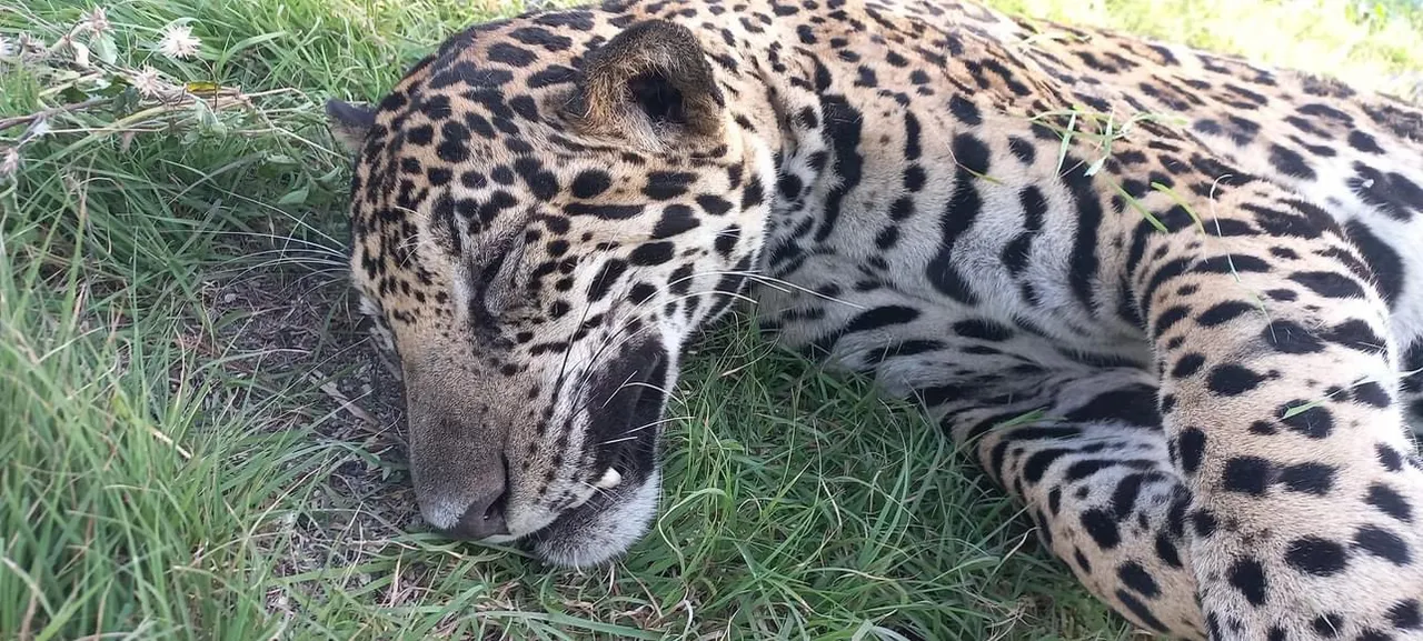 Jaguar atropellado