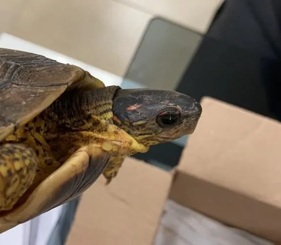 Tortuga