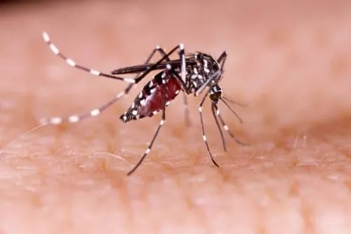 Por falta de insecticidas y recorte de personal ha proliferado en Puebla el dengue y sika: Téllez
