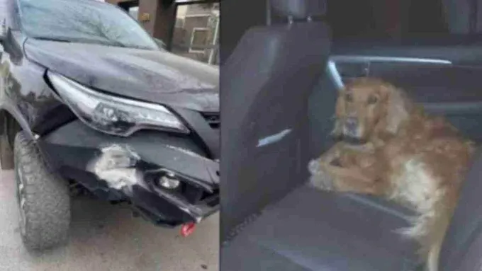Perrito TikTok