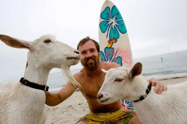 Cabras surfistas corren olas en sur de California