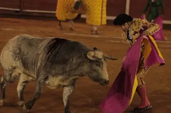 Gobierno estatal respetuoso del fallo de juez que prohíbe corridas de toros