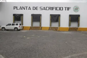 Prohibida la matanza de bovinos en el rastro de la capital