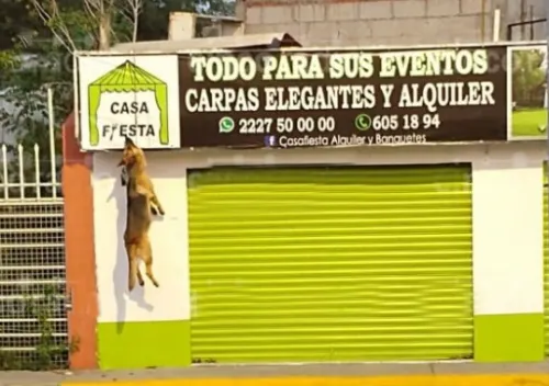 Cuelgan a perro en negocio en Bulevar Esteban de Antuñano
