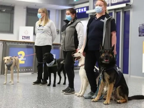 Perros rastreadores de covid-19 dan resultados prometedores