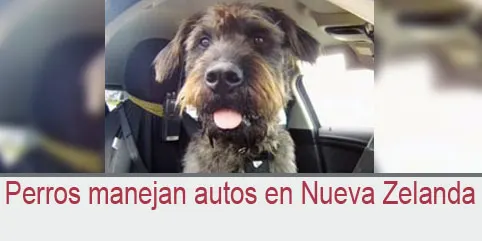 Perros manejan autos en Nueva Zelanda