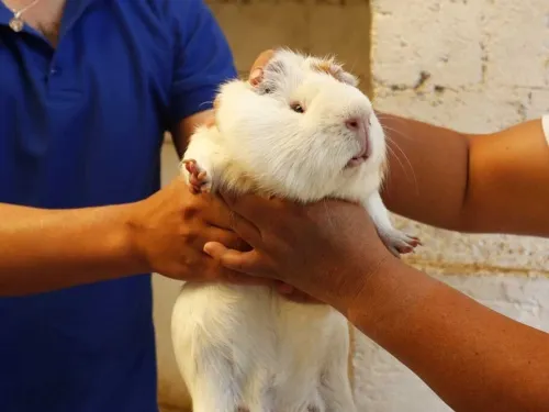 ¿Un heladito? En Ecuador los preparan con cuyos y escarabajos