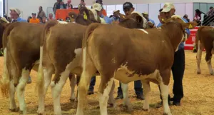Anuncia Sagarpa Exposición Nacional Ganadera