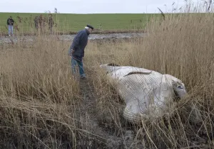 Hallan el cadáver de una ballena enana cerca de costa Alemana