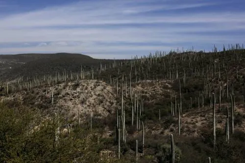 Declara UNESCO a la Biósfera de Tehuacán-Cuicatlán como Patrimonio de la Humanidad