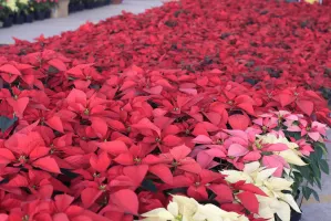 Puebla produce 1.4 millones de Flor de Noche Buena