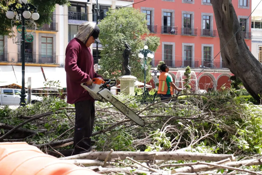 Ayuntamiento de Puebla derribará seis árboles en riesgo por fuertes lluvias