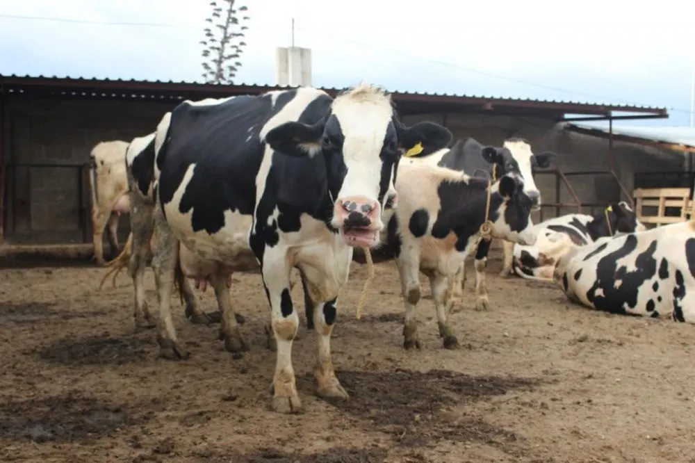 Puebla, séptimo nacional en producción de leche: SDR