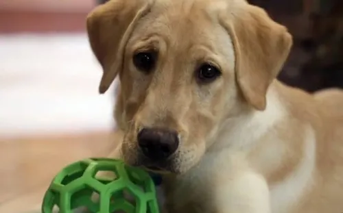 ¡Perrito “regresa” de la muerte! Pareja clona a su mascota tras haber fallecido