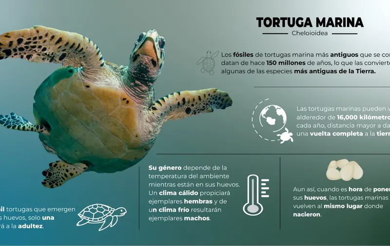 Tortugas