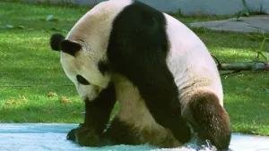 Muere panda gigante en Zoológico de Chapultepec