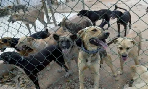 Niña muere presuntamente tras ataque de perro en Iztapalapa