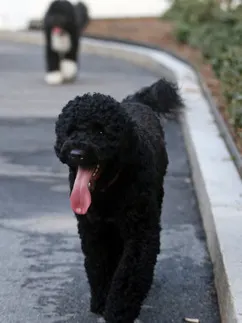Detienen a hombre por planear secuestrar al perro de los Obama