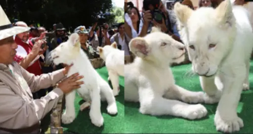 Video: Así son los leones blancos gemelos que nacieron en el zoológico de Tlaxcala
