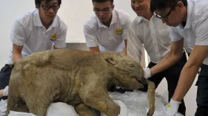 Japón rexhibirá fósil de bebé mamut ruso