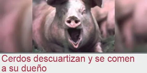 Cerdos descuartizan y se comen a su dueño