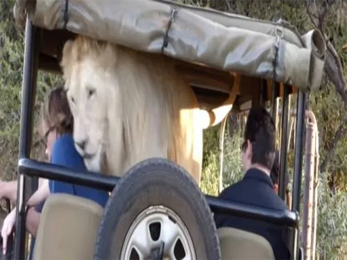 Video: León blanco sorprende a turistas mientras viajan en jeep