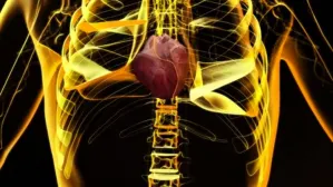 La ciencia explica la inteligencia intuitiva del corazón