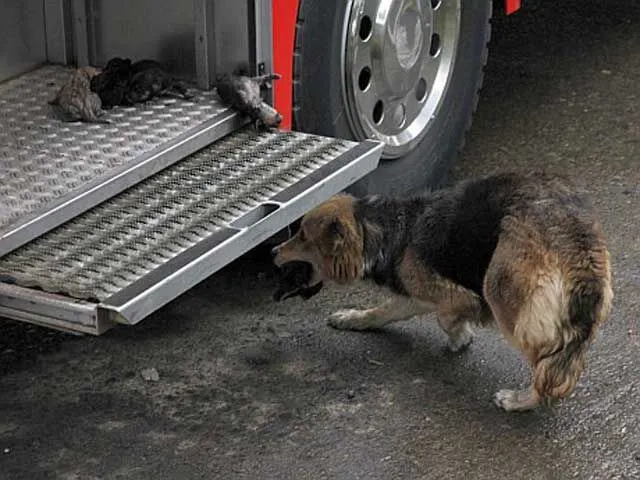 Perra salva de incendio a sus cachorros y los deja en camión de bomberos