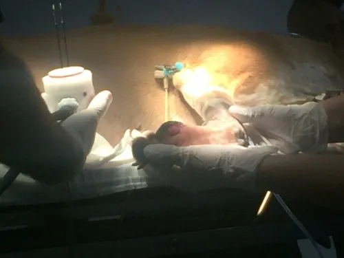 El Hospital Veterinario de UVM aplica su primera electroquimioterapia en perros