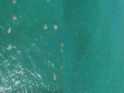 Captan a miles de tortugas nadando en el mar