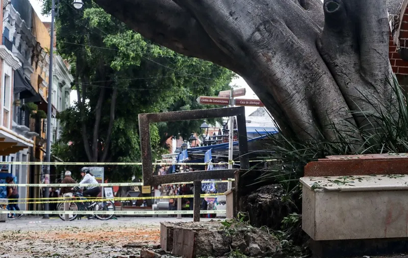 arbol-barrio-del-artista