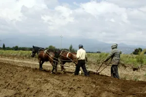 Menos de 3% de productos del campo en Puebla cuenta con certificado de inocuidad