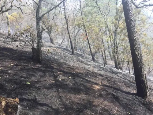 Mueren nueve personas por incendios forestales en Oaxaca