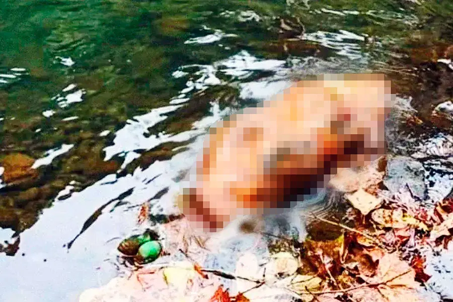 Cadaver Rio La Margarita Hueytamalco