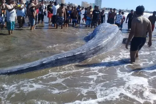 Aparece ballena muerta en la playa de Mazatlán