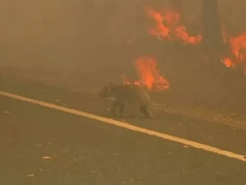 Han muerto más de dos mil koalas por incendios forestales