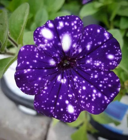 El universo, dentro de los pétalos de una petunia