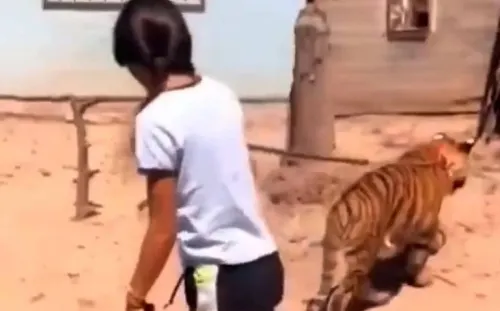 Graban a niña paseando con su mascota, un tigre de bengala en Sinaloa