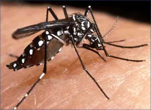Reitera SSEP llamado para prevenir dengue, zika y chikungunya