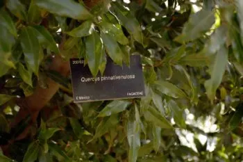 Trabaja BUAP para la conservación de encinos en México y América Central