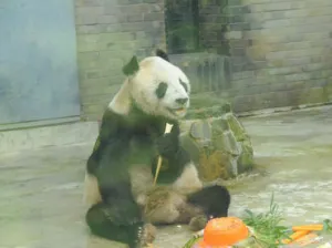 Muere Pan Pan, el ‘abuelo de los pandas’