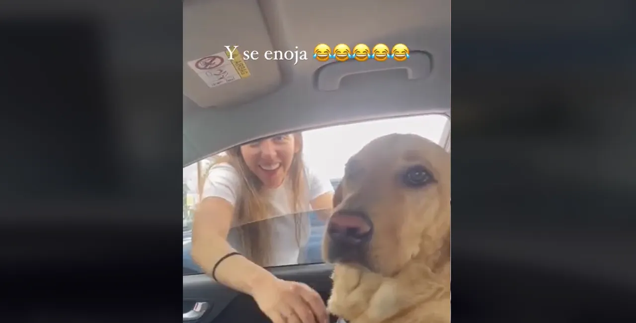 perro celoso