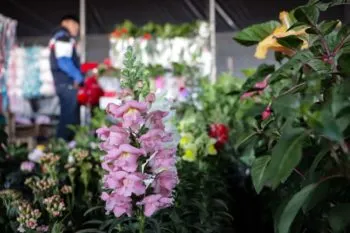 Clausura del Mercado de las Flores desata tensión en Huejotzingo; floricultores amenazan con bloqueos