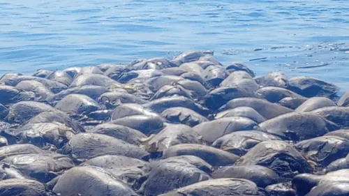 Estas son las 2 hipótesis sobre la red que mató a más de 300 tortugas en Oaxaca