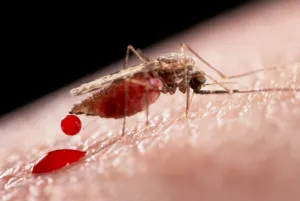 ¿Mosquitos? Descubre los mitos sobre atracción a seres humanos