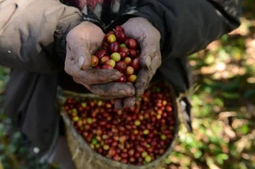 Apertura el café mexicano nichos de mercado en China