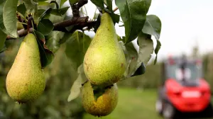 Fruta, el secreto para evitar resacas