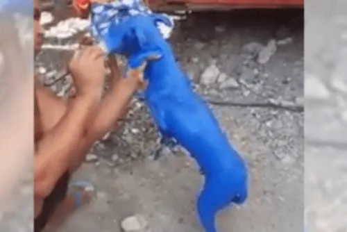 Captan a hombre mientras pinta de azul a perrito; lo arrestan