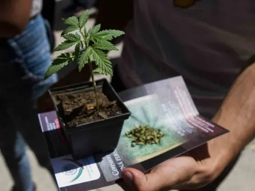 Morena propone IEPS a mariguana y cannabinoides